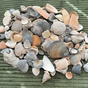 Bundle of SeaShells for‎ Decor, jewelry making, etc